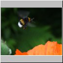 Hummeln am tuerkischen Mohn 03.jpg